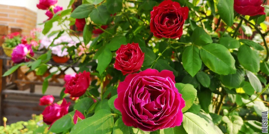 ΢��ͼƬ_20190428095251.jpg