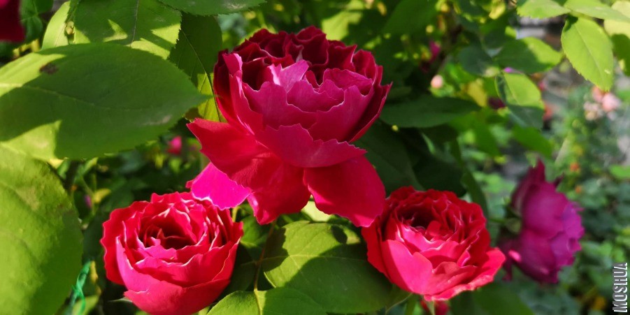 ΢��ͼƬ_20190428095314.jpg