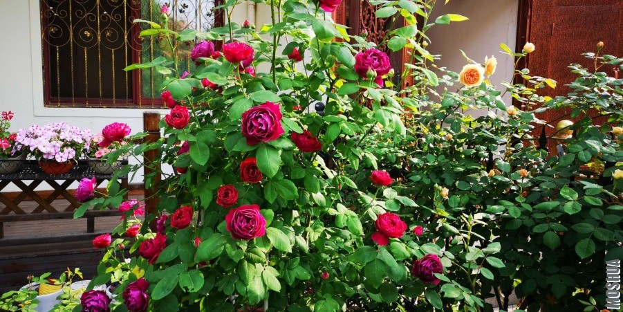 ΢��ͼƬ_20190428095246.jpg