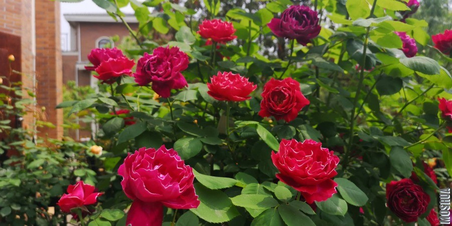 ΢��ͼƬ_20190428095412.jpg