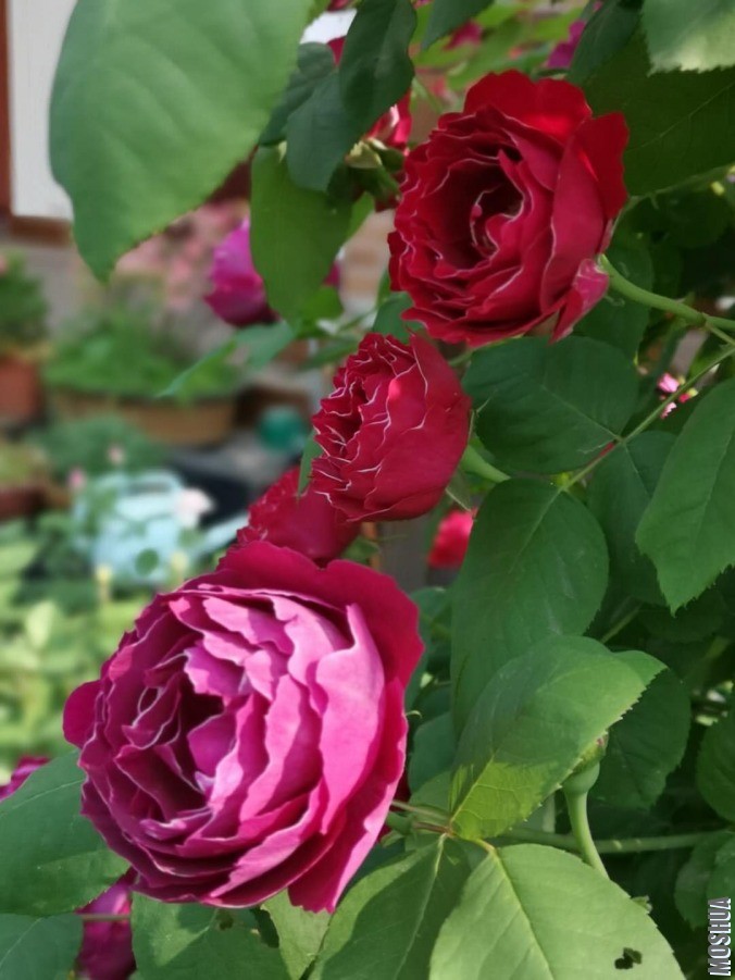 ΢��ͼƬ_20190428095233.jpg