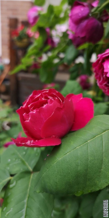 ΢��ͼƬ_20190428095329.jpg