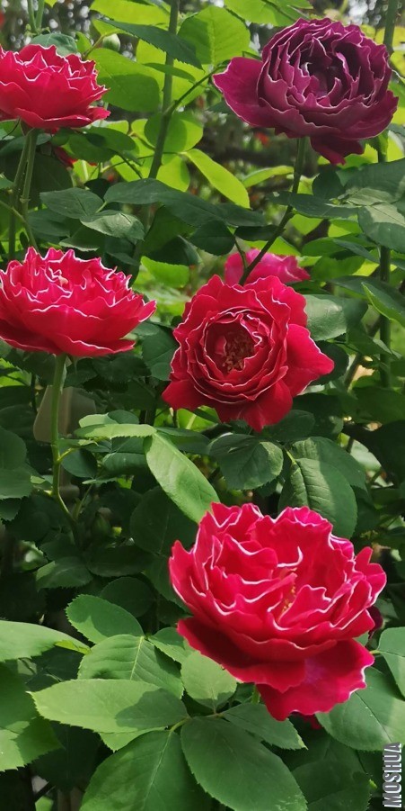 ΢��ͼƬ_20190428095430.jpg