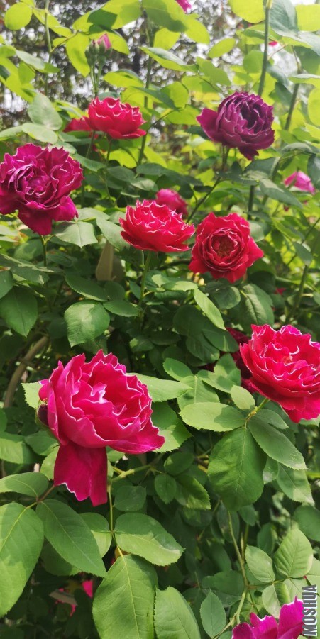 ΢��ͼƬ_20190428095425.jpg