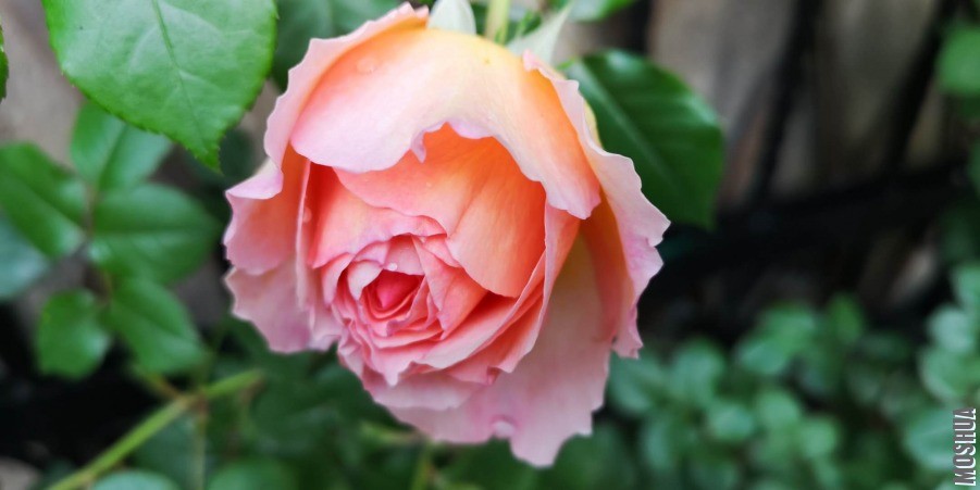 ΢��ͼƬ_20190428141613.jpg