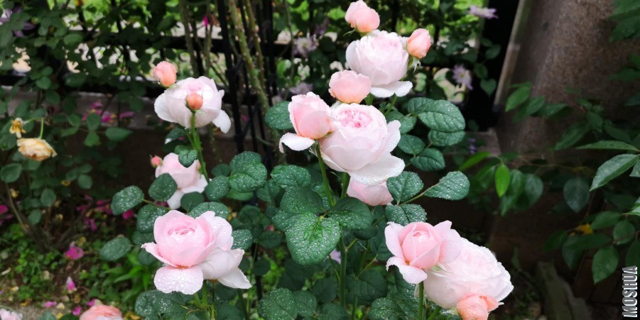 ΢��ͼƬ_20190428110514.jpg