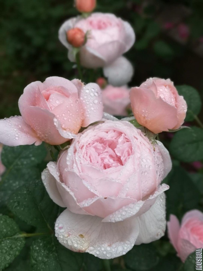 ΢��ͼƬ_20190428110500.jpg