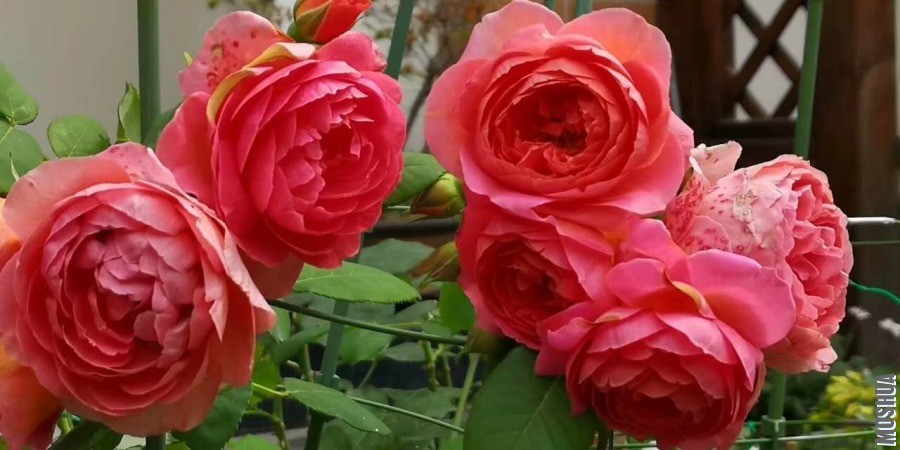 ΢��ͼƬ_20190604092438.jpg