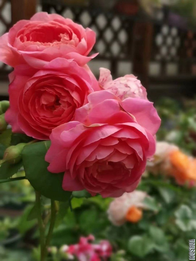 ΢��ͼƬ_20190604092404.jpg