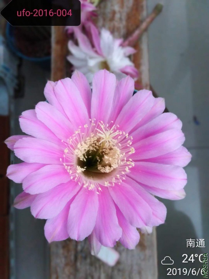 ΢��ͼƬ_20190606105306.jpg