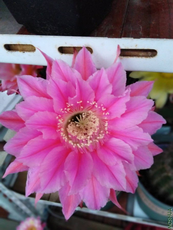 ΢��ͼƬ_201906061053064.jpg