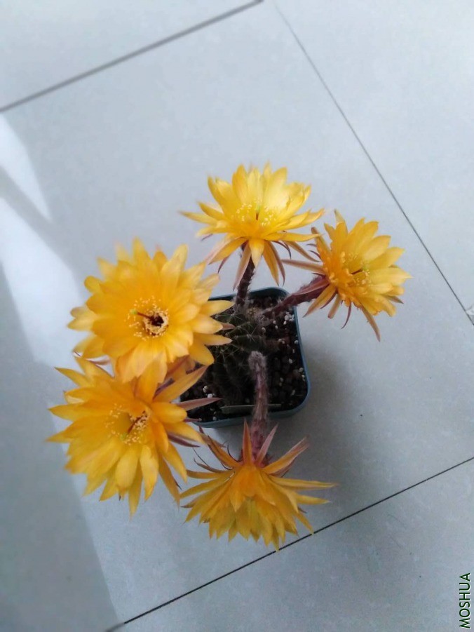 ΢��ͼƬ_201906061053067.jpg