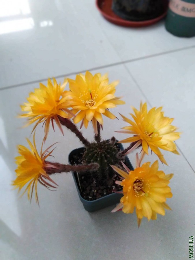 ΢��ͼƬ_201906061053068.jpg