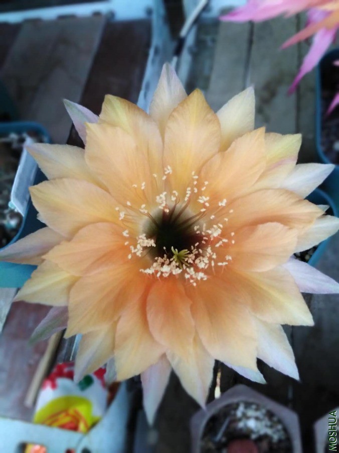 ΢��ͼƬ_2019060610530618.jpg