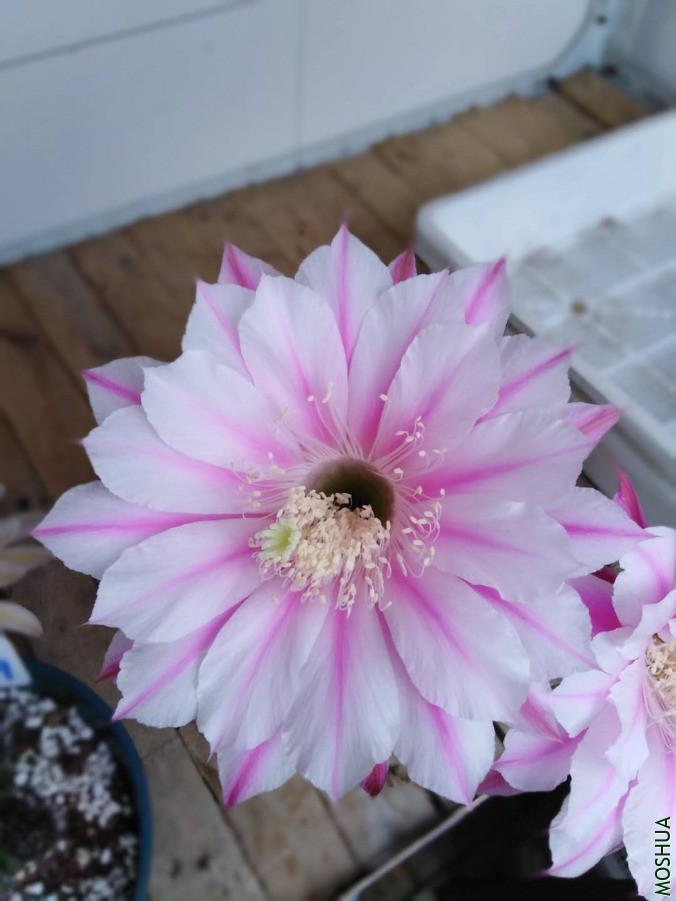 ΢��ͼƬ_2019060610530624.jpg