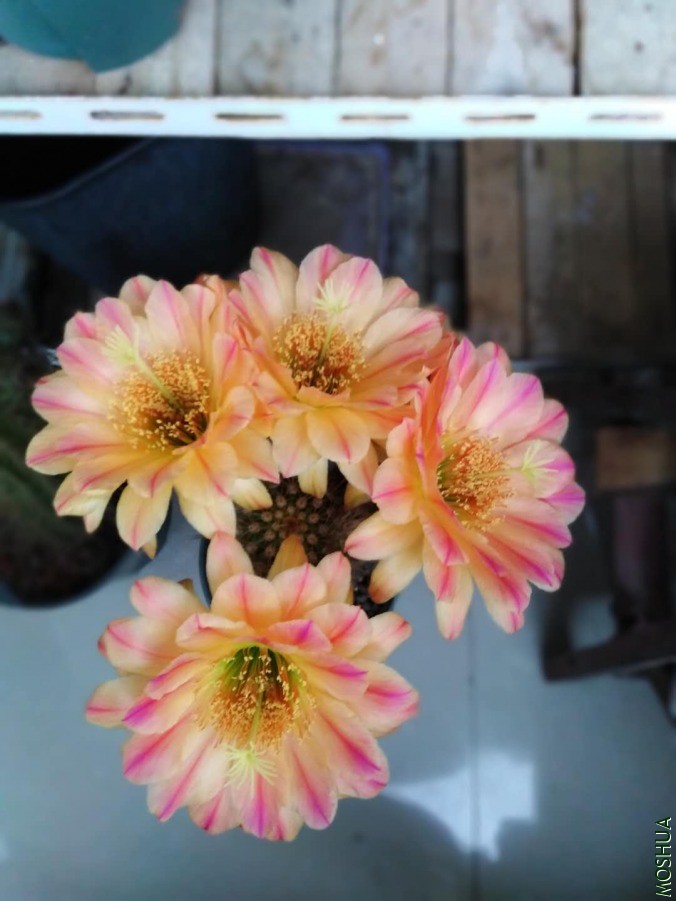 ΢��ͼƬ_2019060610530627.jpg