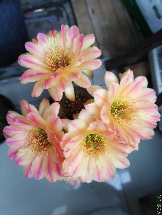 ΢��ͼƬ_2019060610530629.jpg