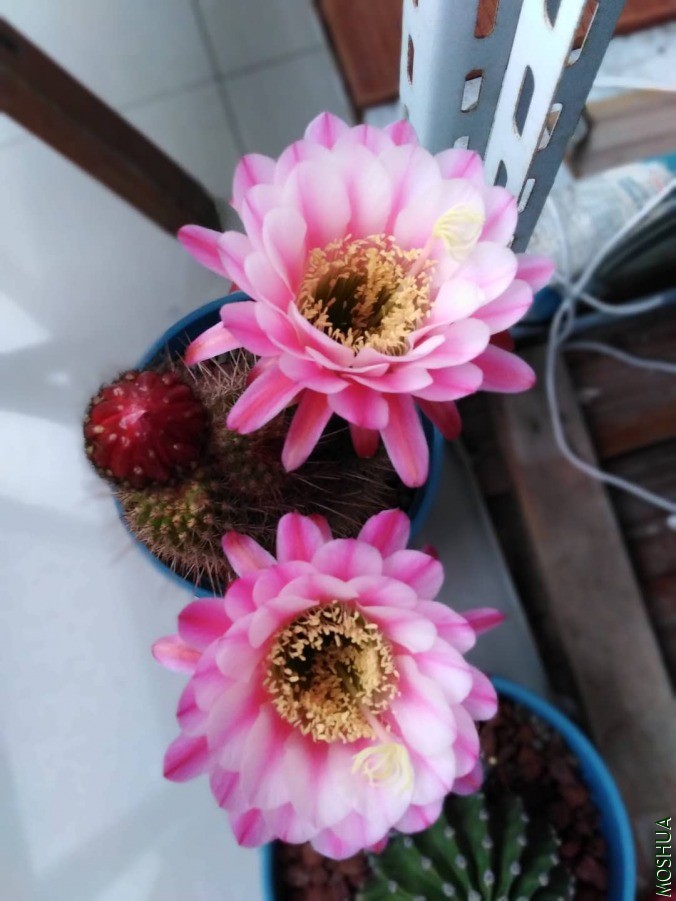 ΢��ͼƬ_2019060610530630.jpg