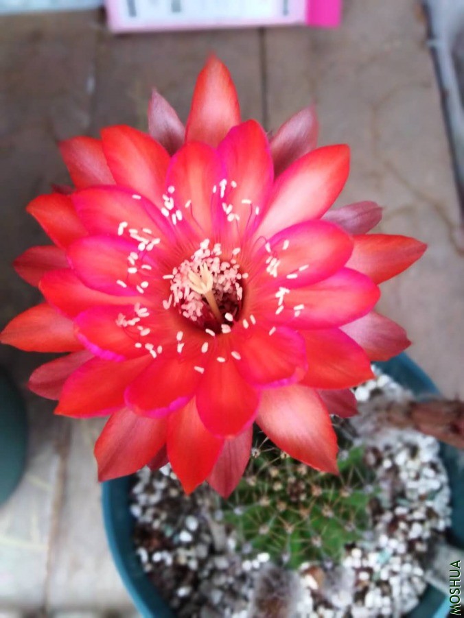 ΢��ͼƬ_2019060610530631.jpg