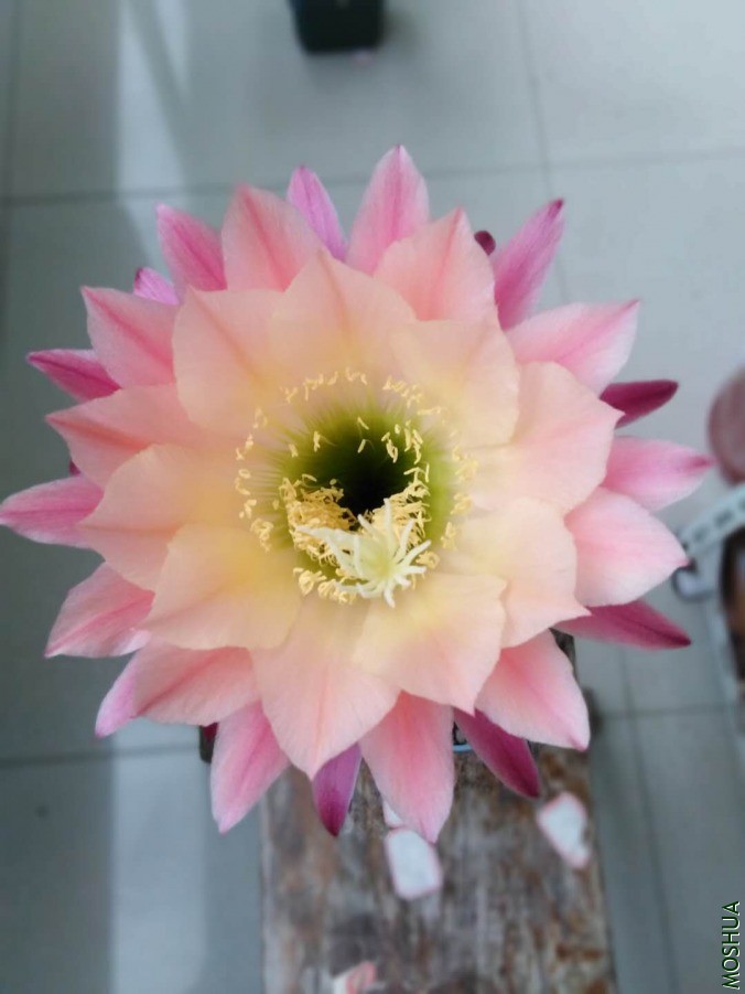 ΢��ͼƬ_2019060610530634.jpg