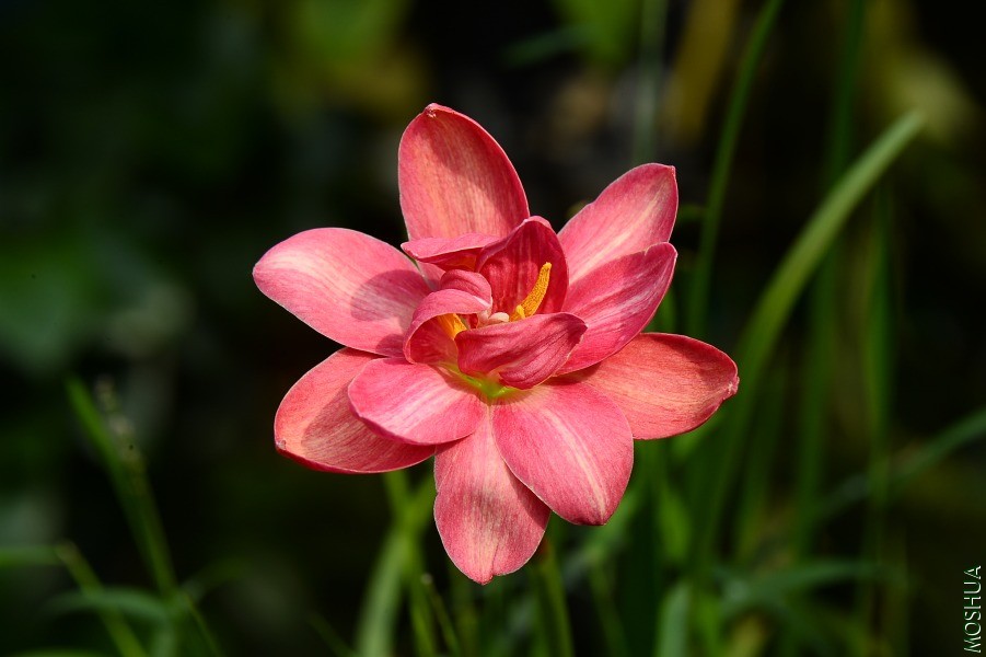 DSC_9699L.Luhaoning��𩌎.JPG