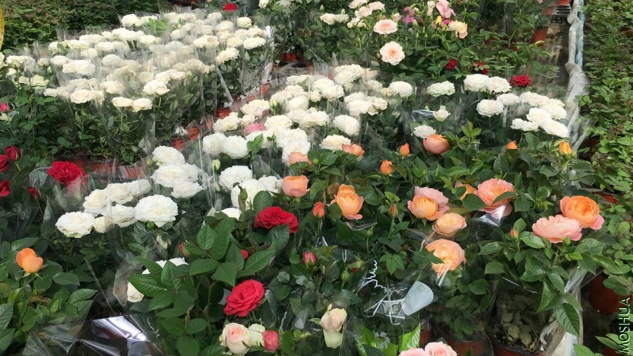20190606_142944450_iOS.jpg
