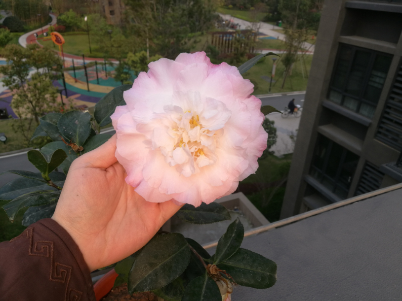 IMG_20190328_065539.jpg
