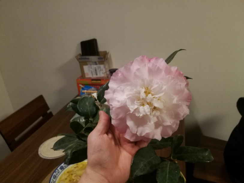 IMG_20190328_201922.jpg