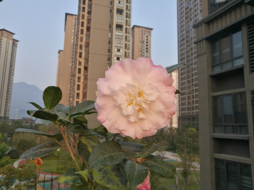 IMG_20190328_065607.jpg