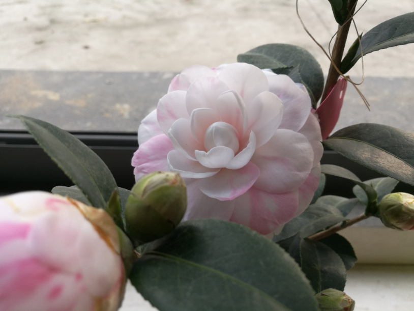 IMG_20190126_163442.jpg