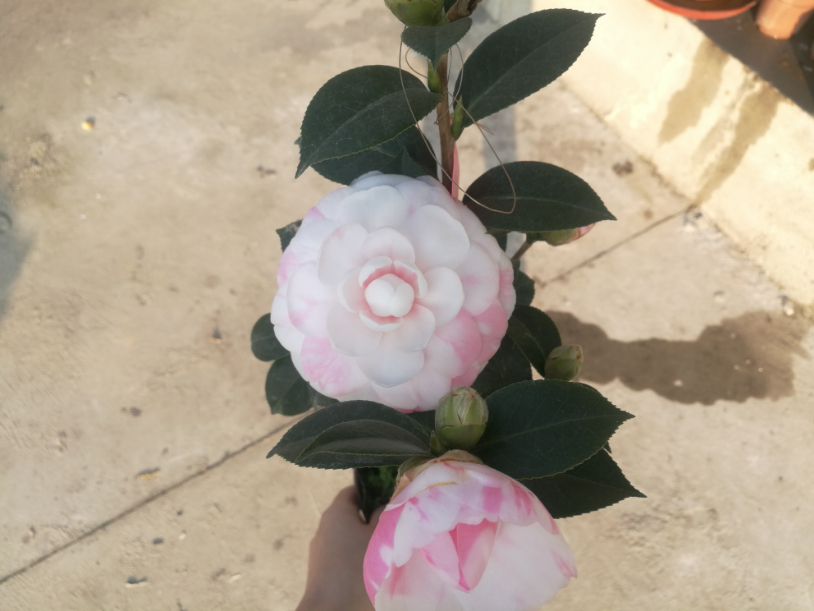 IMG_20190127_080604.jpg