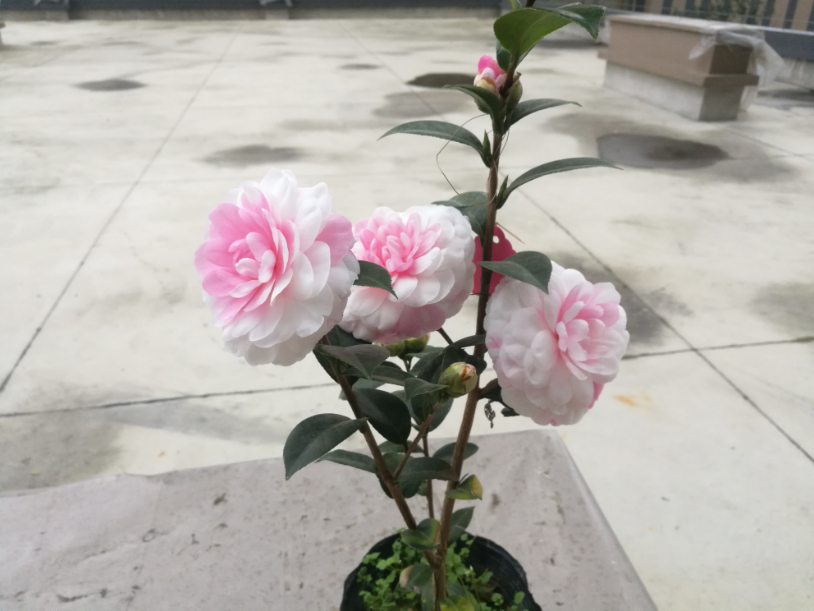 IMG_20190203_072650.jpg