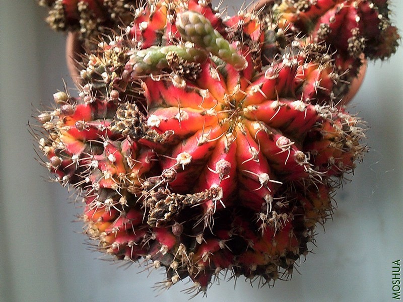 DSCF0002 (4)_����.jpg