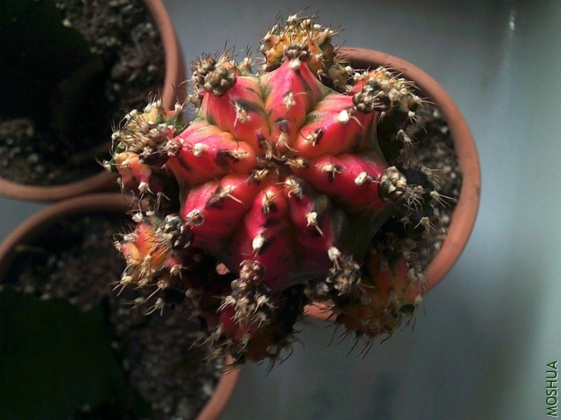 DSCF0003 (4)_����.jpg