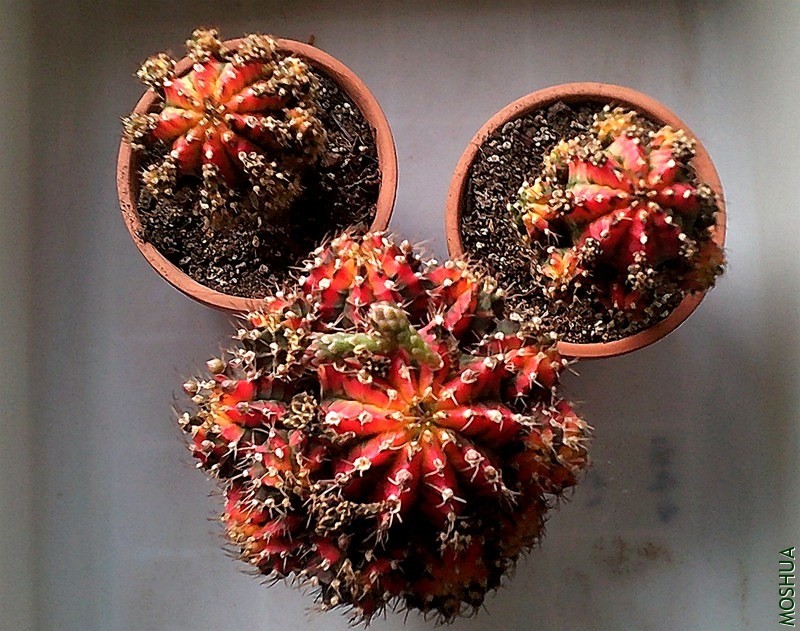 DSCF0001 (4)_����.jpg