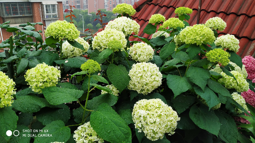 IMG_20190531_065325.jpg