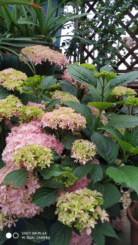 IMG_20190520_064408.jpg