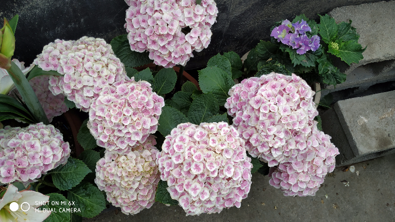 IMG_20190520_063947.jpg