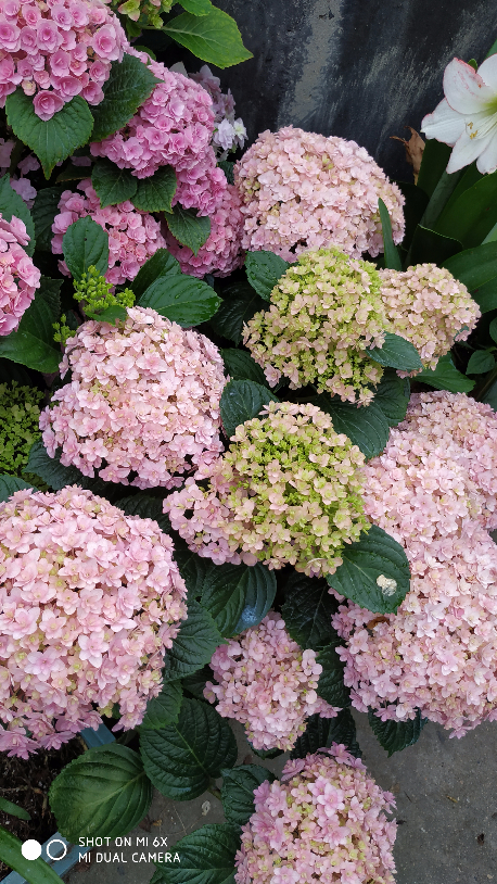 IMG_20190520_064219.jpg