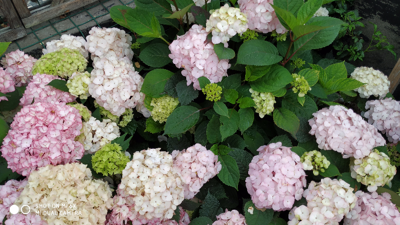 IMG_20190520_064248.jpg