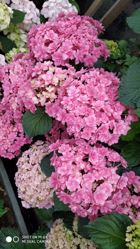 IMG_20190520_064152.jpg