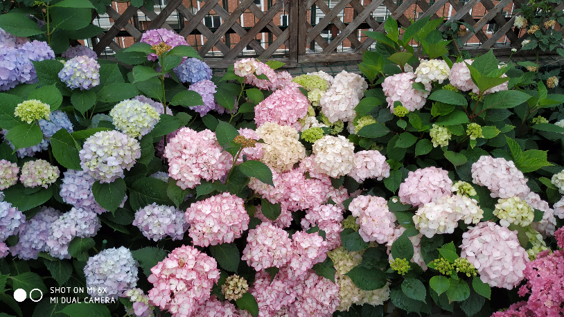 IMG_20190520_064148.jpg
