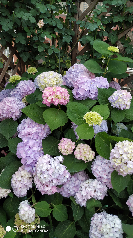 IMG_20190520_064138.jpg