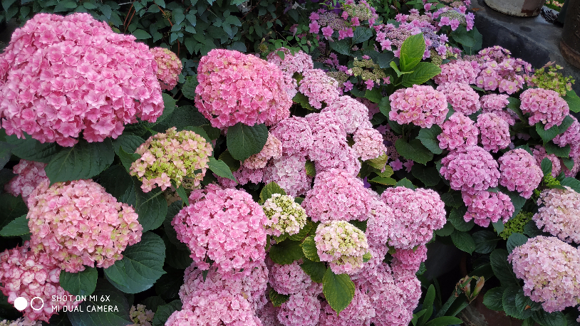 IMG_20190520_064232.jpg