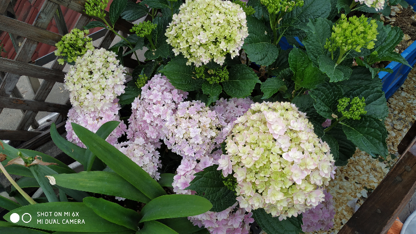 IMG_20190520_064912.jpg