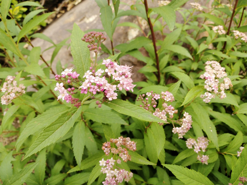 IMG_20190608_150729.jpg