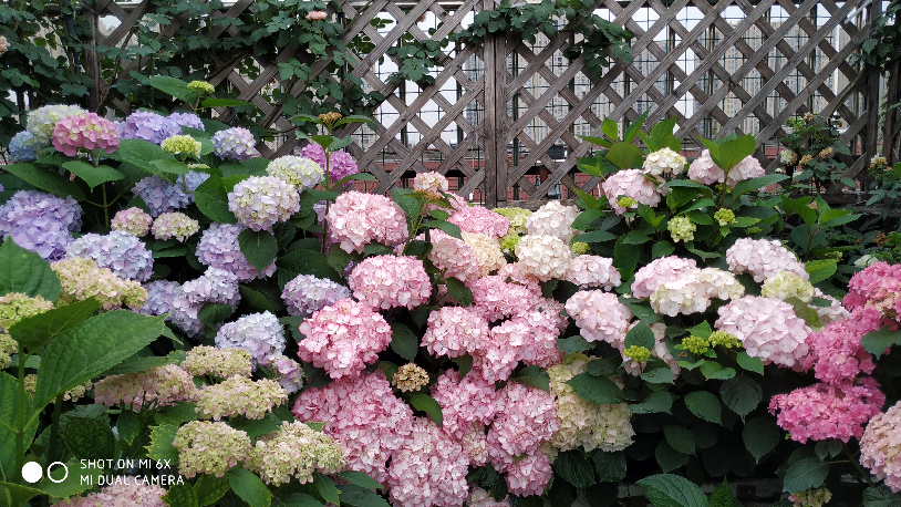 IMG_20190520_064100.jpg
