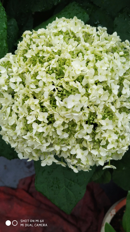 IMG_20190531_065228.jpg