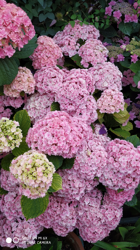 IMG_20190520_064226.jpg