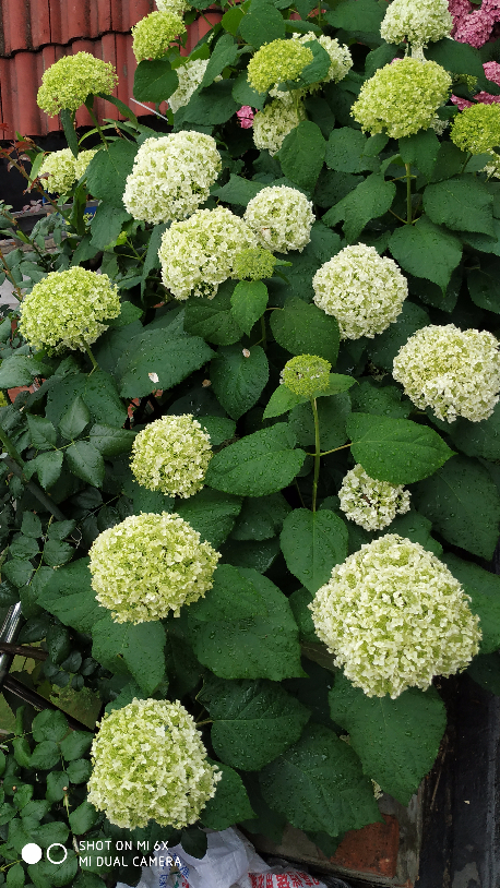 IMG_20190531_065218.jpg